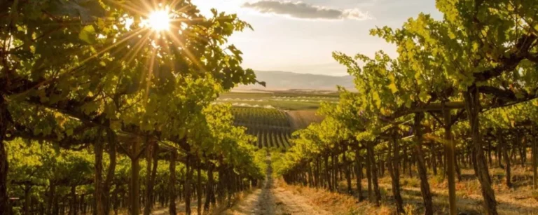 Winnica Saint Vincent