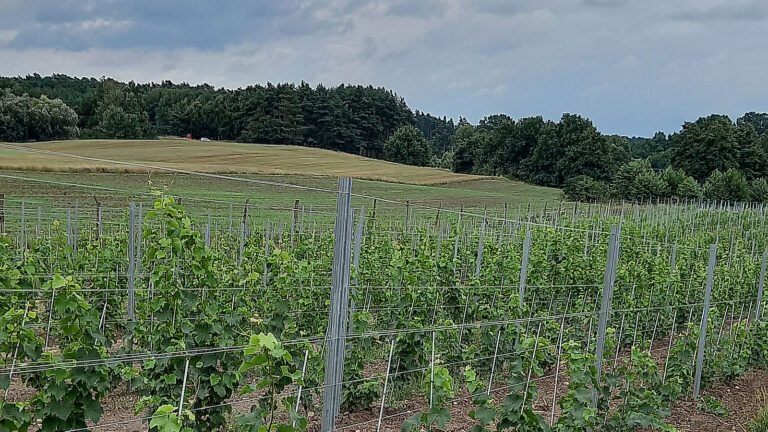 Winnica Dębowe Wzgórze