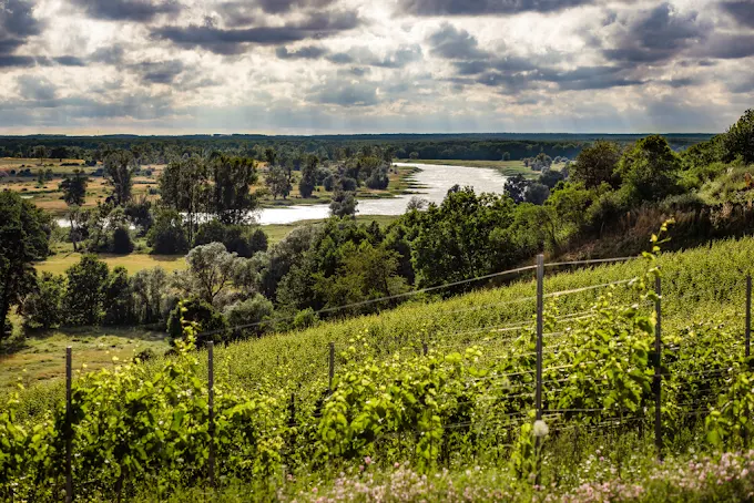 Winnica Marcinowice